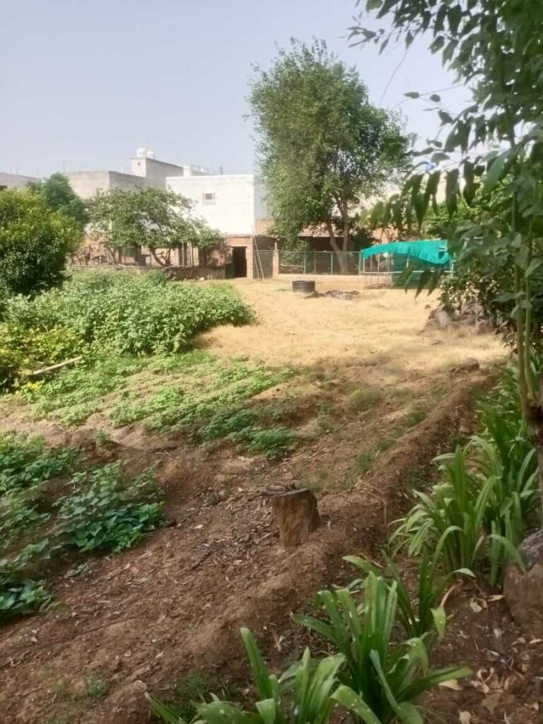 community farm gurgaon 2
