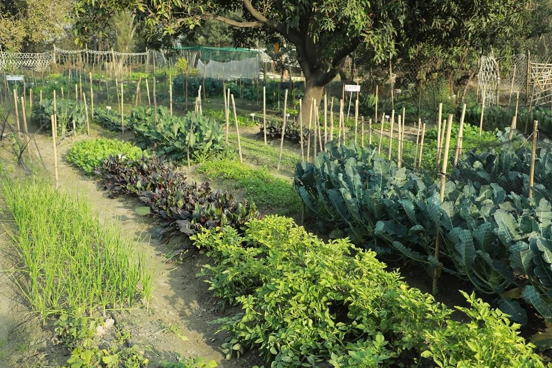 community farming india