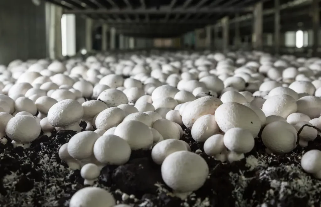 mushroom cultivation farm 1